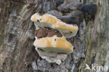 Southern Bracket (Ganoderma australe)