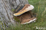 Southern Bracket (Ganoderma australe)