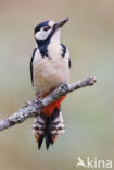 Grote Bonte Specht (Dendrocopos major)