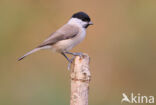 Marsh Tit (Parus palustris)