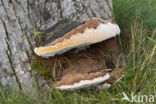 Dikrandtonderzwam (Ganoderma australe)