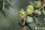 Jeneverbeskielwants (cyphostethus tristriatus)