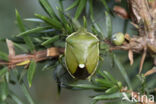 Juniper shieldbug (Cyphostethus tristriatus)