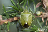 Juniper shieldbug (Cyphostethus tristriatus)