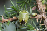 Juniper shieldbug (Cyphostethus tristriatus)