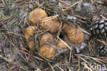 Okerkleurige vezeltruffel (Rhizopogon luteolus)