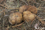 Okerkleurige vezeltruffel (Rhizopogon luteolus)