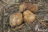 Okerkleurige vezeltruffel (Rhizopogon luteolus)