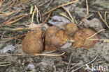 Okerkleurige vezeltruffel (Rhizopogon luteolus)