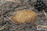 Okerkleurige vezeltruffel (Rhizopogon luteolus)