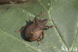 tweetandschildwants (picromerus bidens)