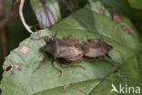 tweetandschildwants (picromerus bidens)