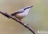 Nuthatch (Sitta europaea europaea)