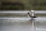 Watersnip (Gallinago gallinago)