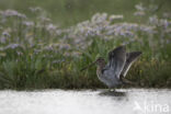 Common Snipe (Gallinago gallinago)