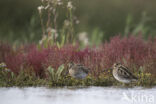 Common Snipe (Gallinago gallinago)