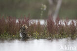 Watersnip (Gallinago gallinago)