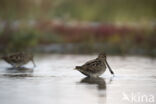 Watersnip (Gallinago gallinago)