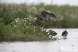 Watersnip (Gallinago gallinago)