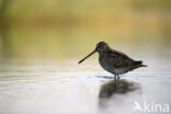 Common Snipe (Gallinago gallinago)