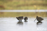 Common Snipe (Gallinago gallinago)