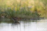 Watersnip (Gallinago gallinago)