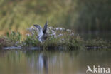 Common Snipe (Gallinago gallinago)