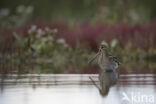 Watersnip (Gallinago gallinago)