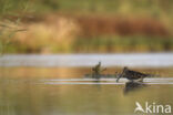 Common Snipe (Gallinago gallinago)