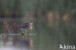 Watersnip (Gallinago gallinago)