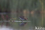 Watersnip (Gallinago gallinago)