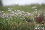 Watersnip (Gallinago gallinago)