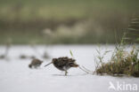 Watersnip (Gallinago gallinago)