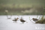 Common Snipe (Gallinago gallinago)