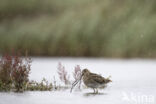 Watersnip (Gallinago gallinago)