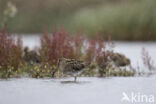 Common Snipe (Gallinago gallinago)