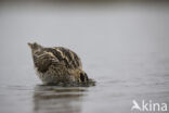 Common Snipe (Gallinago gallinago)