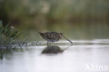 Common Snipe (Gallinago gallinago)