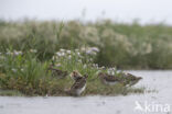 Watersnip (Gallinago gallinago)