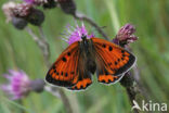 Large Copper (Lycaena dispar)