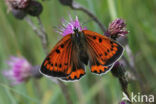 Large Copper (Lycaena dispar)