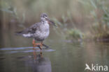 Spotted Redshank (Tringa erythropus)