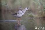 Spotted Redshank (Tringa erythropus)