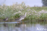 Spotted Redshank (Tringa erythropus)