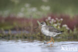 Spotted Redshank (Tringa erythropus)