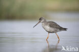 Spotted Redshank (Tringa erythropus)