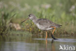 Spotted Redshank (Tringa erythropus)