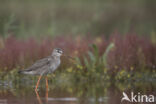 Spotted Redshank (Tringa erythropus)