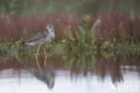 Spotted Redshank (Tringa erythropus)