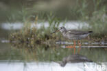 Spotted Redshank (Tringa erythropus)